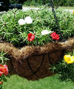 Cây mười giờ Úc