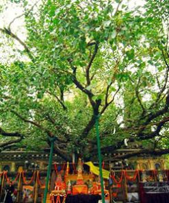 Cây giác ngộ