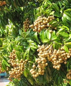 Cây nhãn